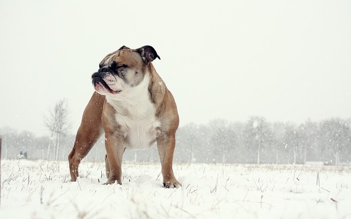 Bulldog standing in the snow