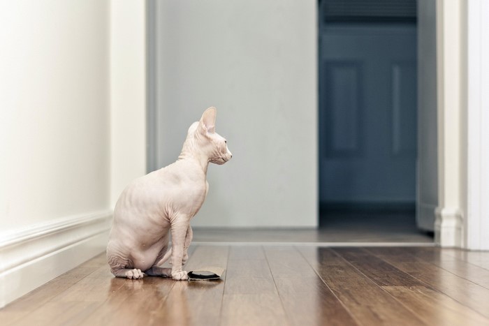Sphynx cat sitting on a wooden floor