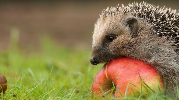 Hedgehog resting on a red apple in grass