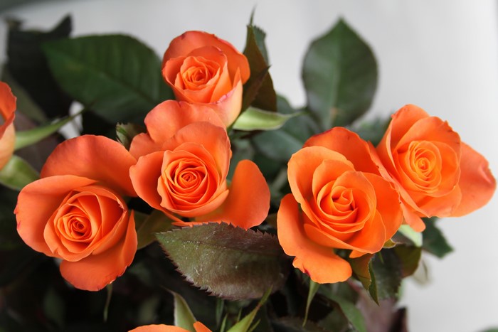Orange Roses