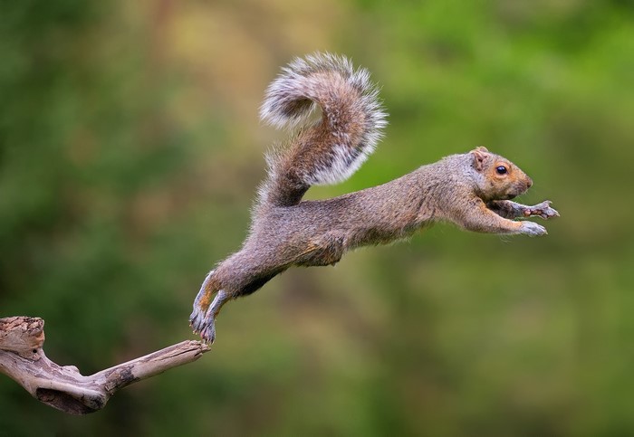 Squirrel mid-jump on a branch