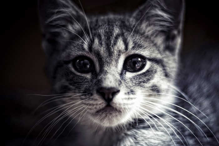 Close-up of a tabby kitten's face