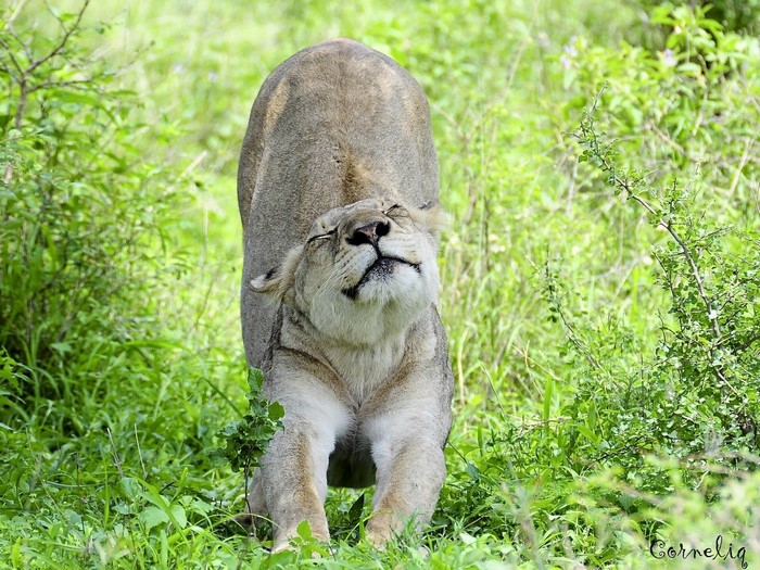 Lion stretching in tall green grass