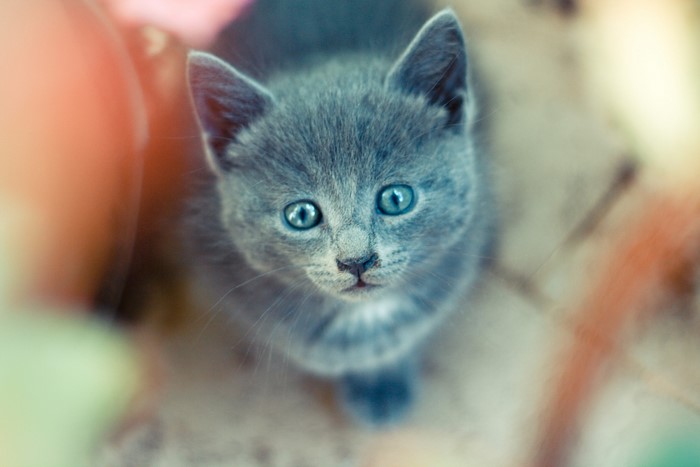 A close-up of a grey kitten with blue eyes