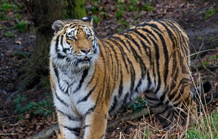 Tiger standing in a forest