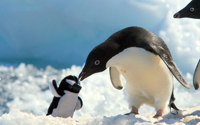 Penguin and toy penguin on ice
