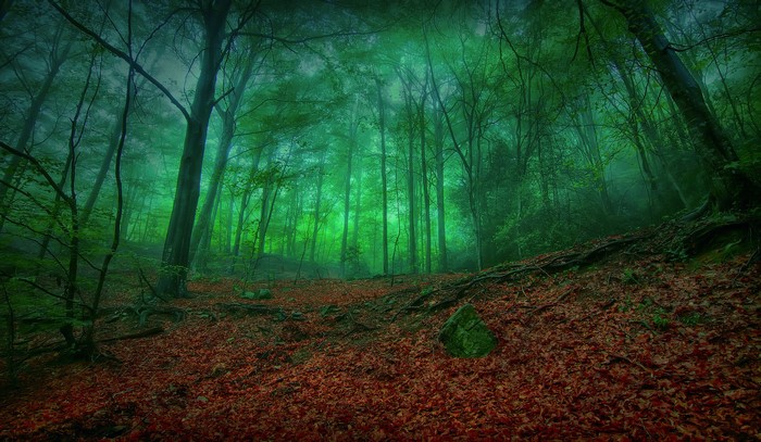 Misty green forest with autumn leaves on the ground