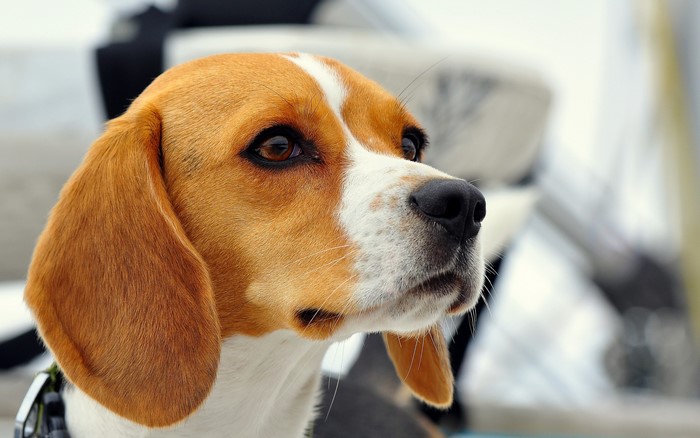 Beagle dog looking to the side