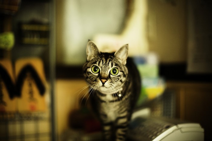 Tabby cat with green eyes looking at the camera