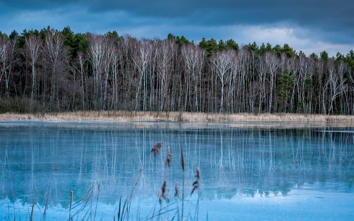 Frozen lake with birch and pine forest reflection