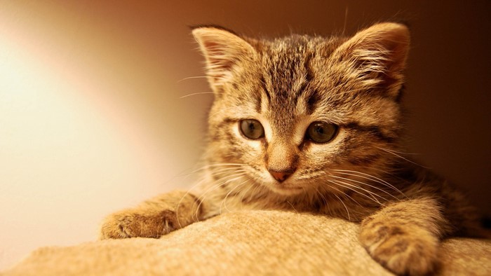 Close-up of a tabby kitten looking down