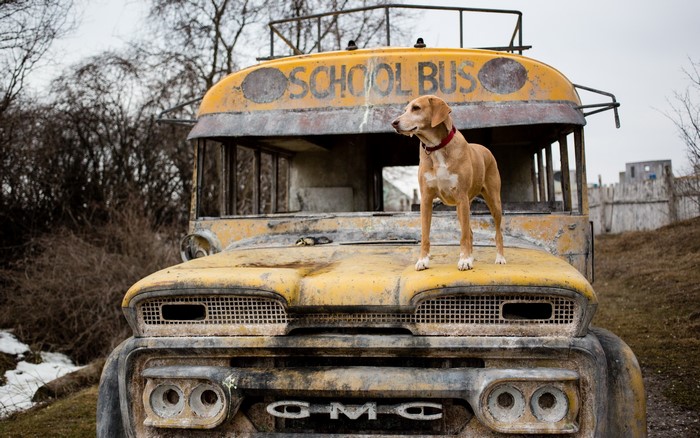 Dog on a yellow school bus