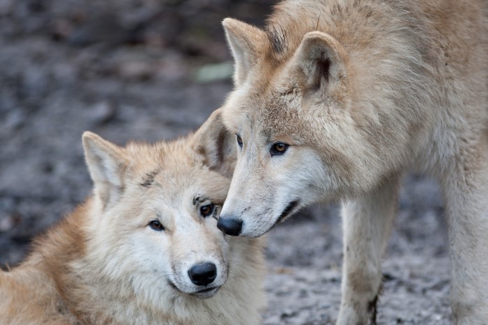 Two wolves interacting closely