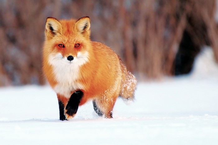 Red Fox Walking in Snow
