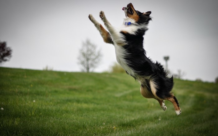 Border Collie dog jumping in a grassy field