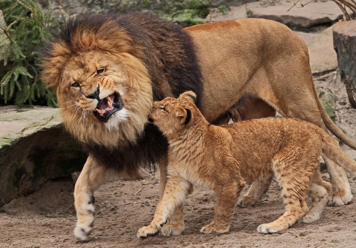 Lion cub plays with roaring adult lion