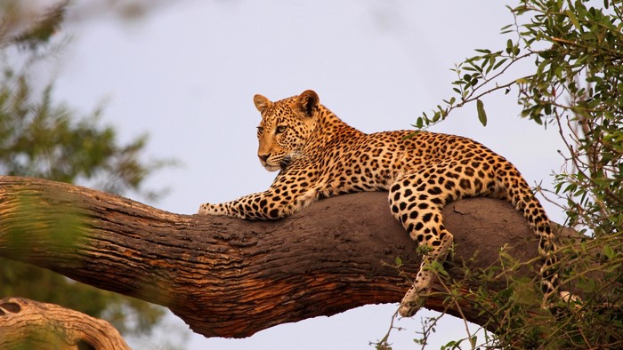Leopard resting on a tree branch