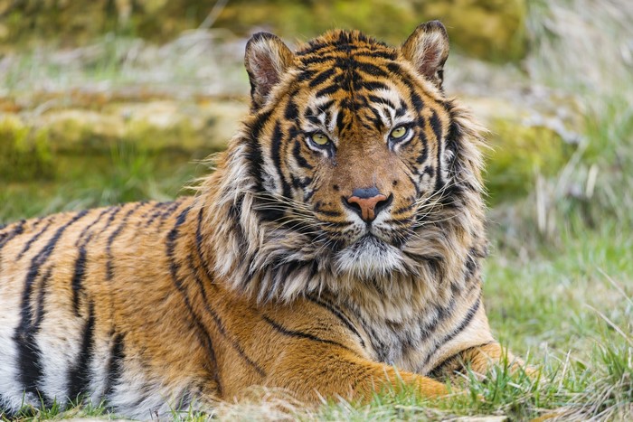 #739100 Big cats, Tigers, Glance - Rare Gallery HD Wallpapers