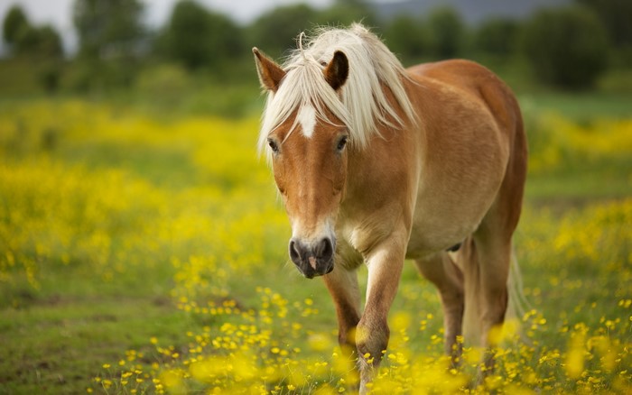 Brown horse with blonde mane in a field of yellow flowers