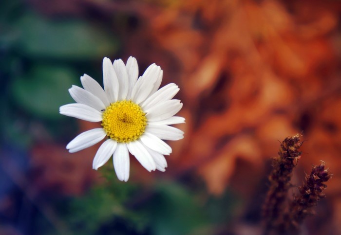 Daisy flower with yellow center and white petals