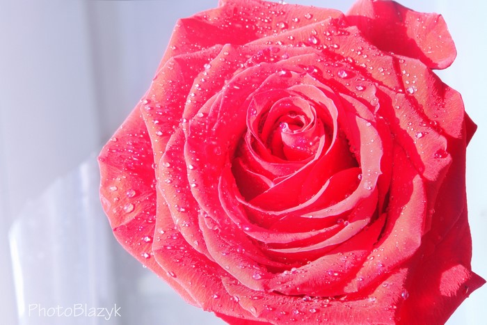 Red Rose with Water Drops