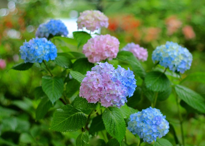 Blue and pink hydrangeas in bloom