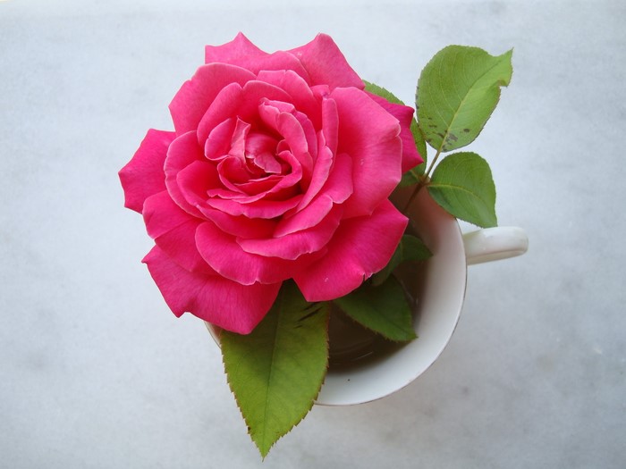 Pink rose in a teacup