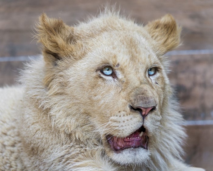 Close-up of a young white lion with blue eyes