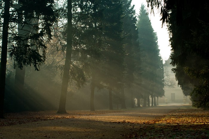Sunlight beams through trees in a park with a building in the distance