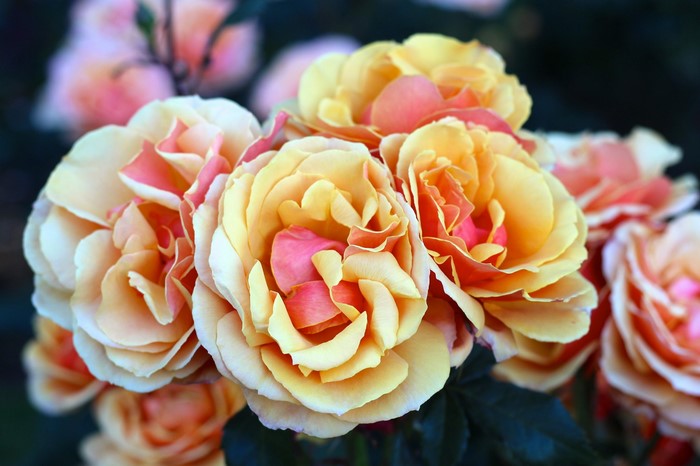 Close-up of yellow and pink roses