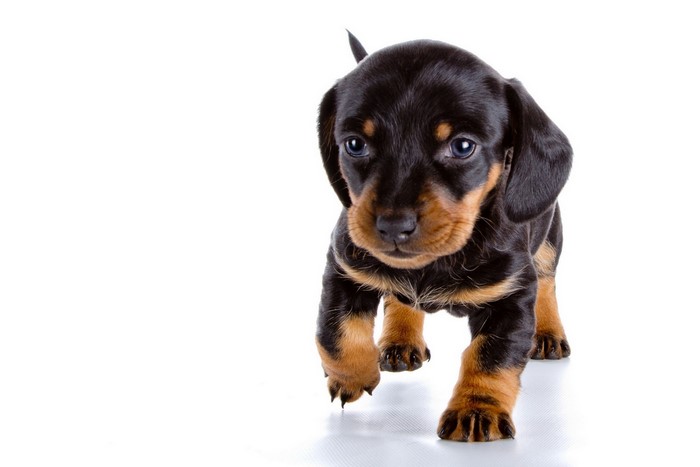 Dachshund puppy walking on a white background