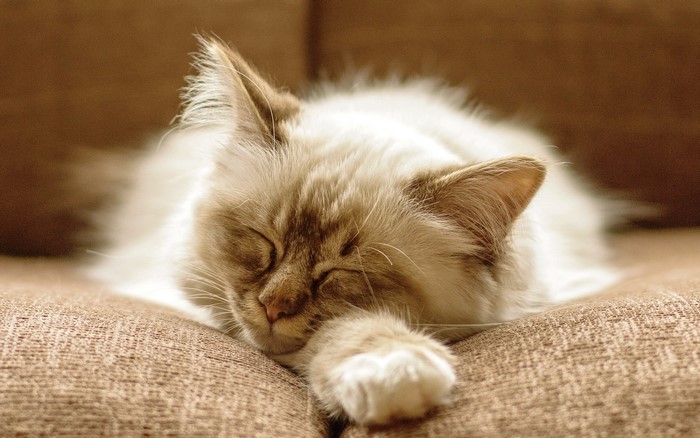 Fluffy cat sleeping on a couch