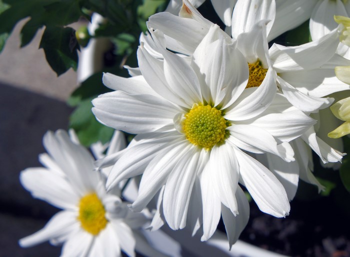 White daisies with yellow centers