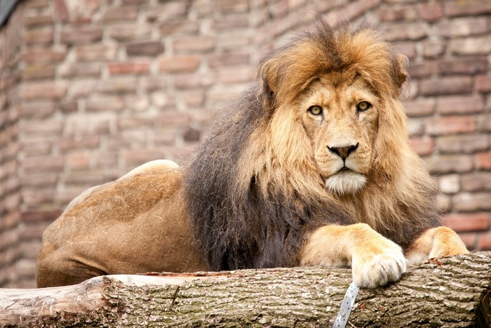 Lion resting on a log in front of a brick wall