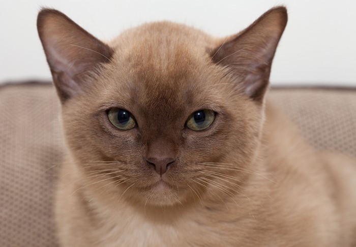 Burmese cat with brown fur and green eyes