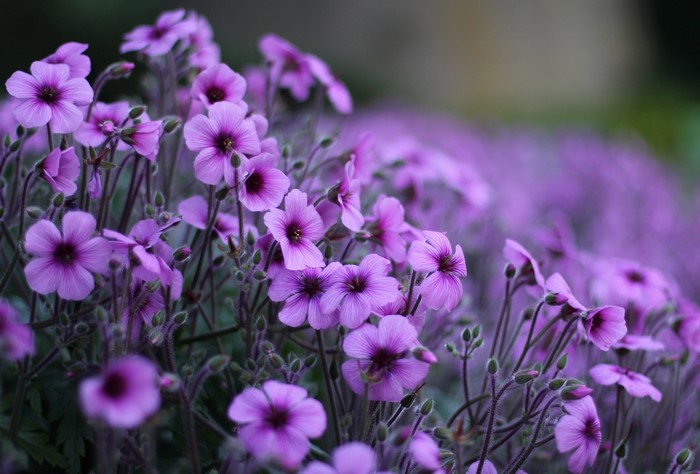 Many violet Geranium flowers in bloom