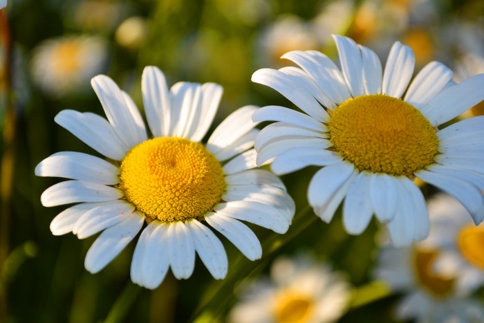 Close-up of two white daisies with yellow centers