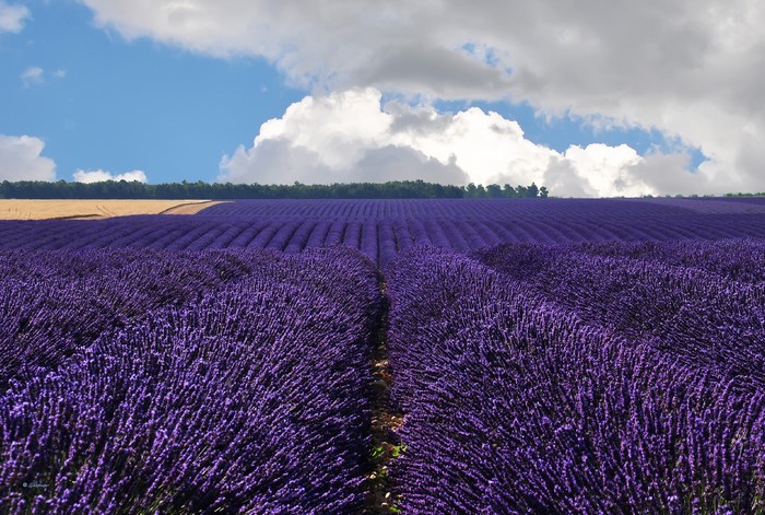 Lavender fields under a cloudy sky