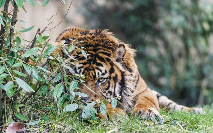 Tiger lying in grass behind foliage
