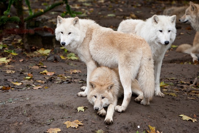 Three white wolves in a muddy forest clearing