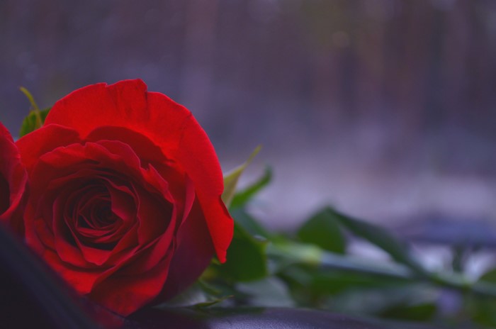 Red Rose Closeup