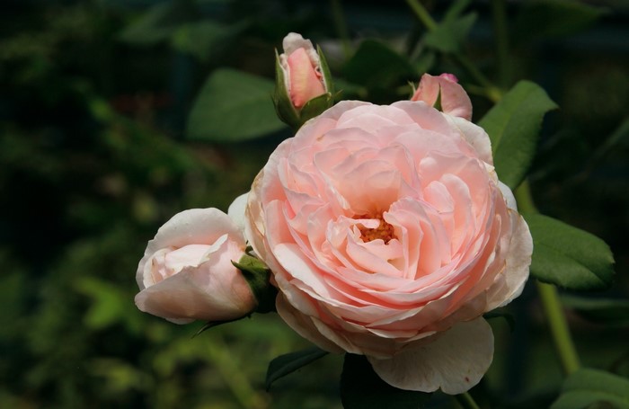 Close-up of a pink rose with buds