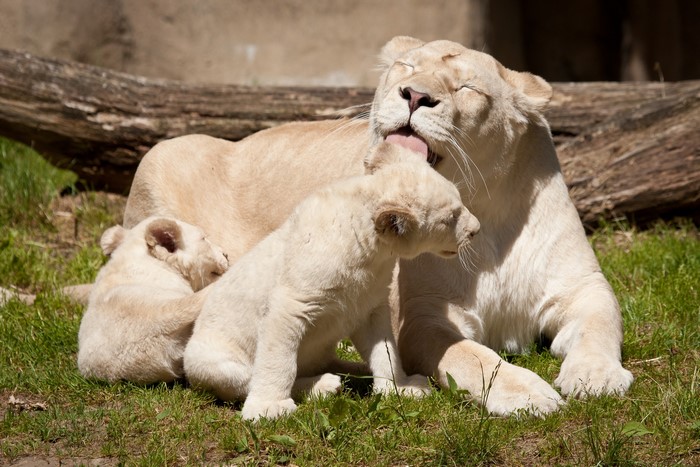 White lioness grooming cubs in grassy enclosure