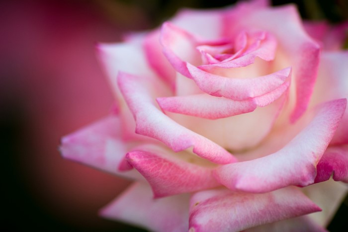 Close-up of a pink and white rose
