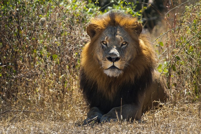 A male lion with a dark mane rests in dry grass