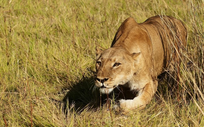 Lioness stalking through tall grass