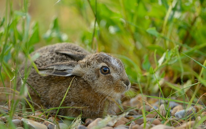 Young hare in tall green grass and pebbles