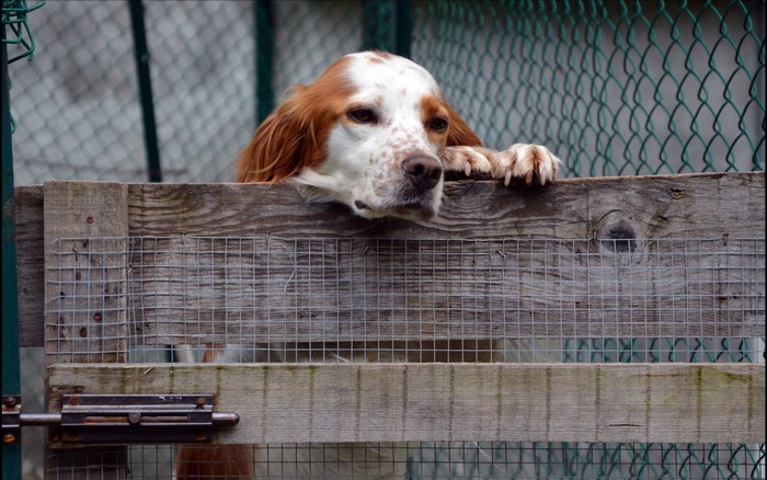 Dog looking over a wooden fence