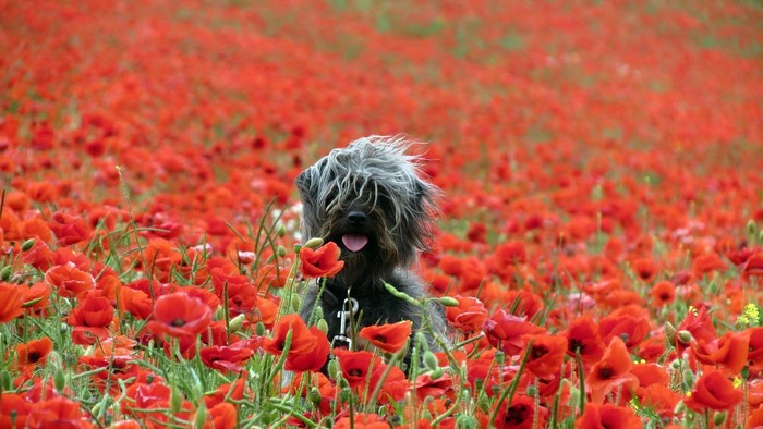 Shaggy dog in a field of red poppies