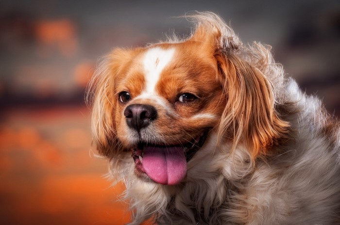 Close-up of a Cavalier King Charles Spaniel dog